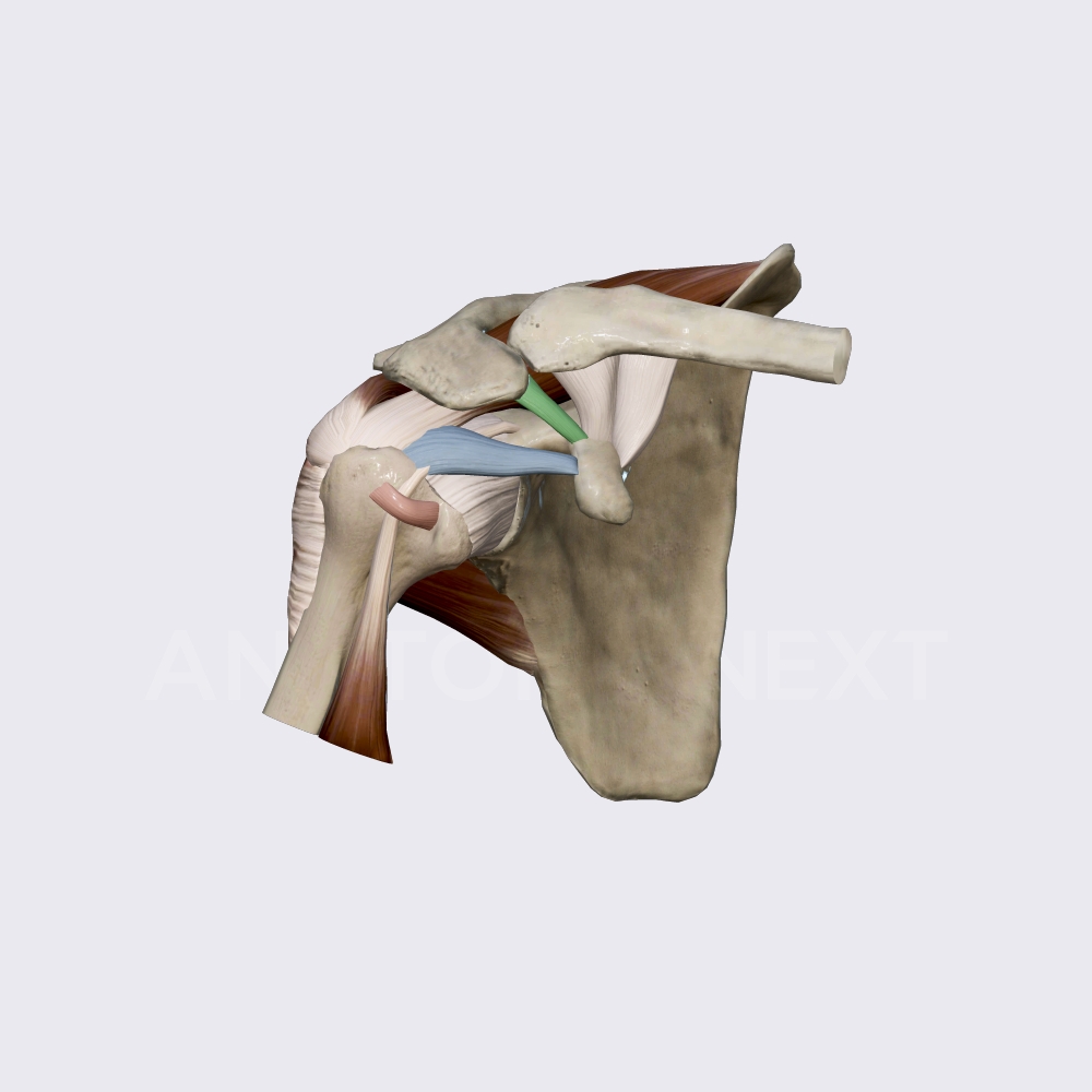 Ligaments of shoulder joint